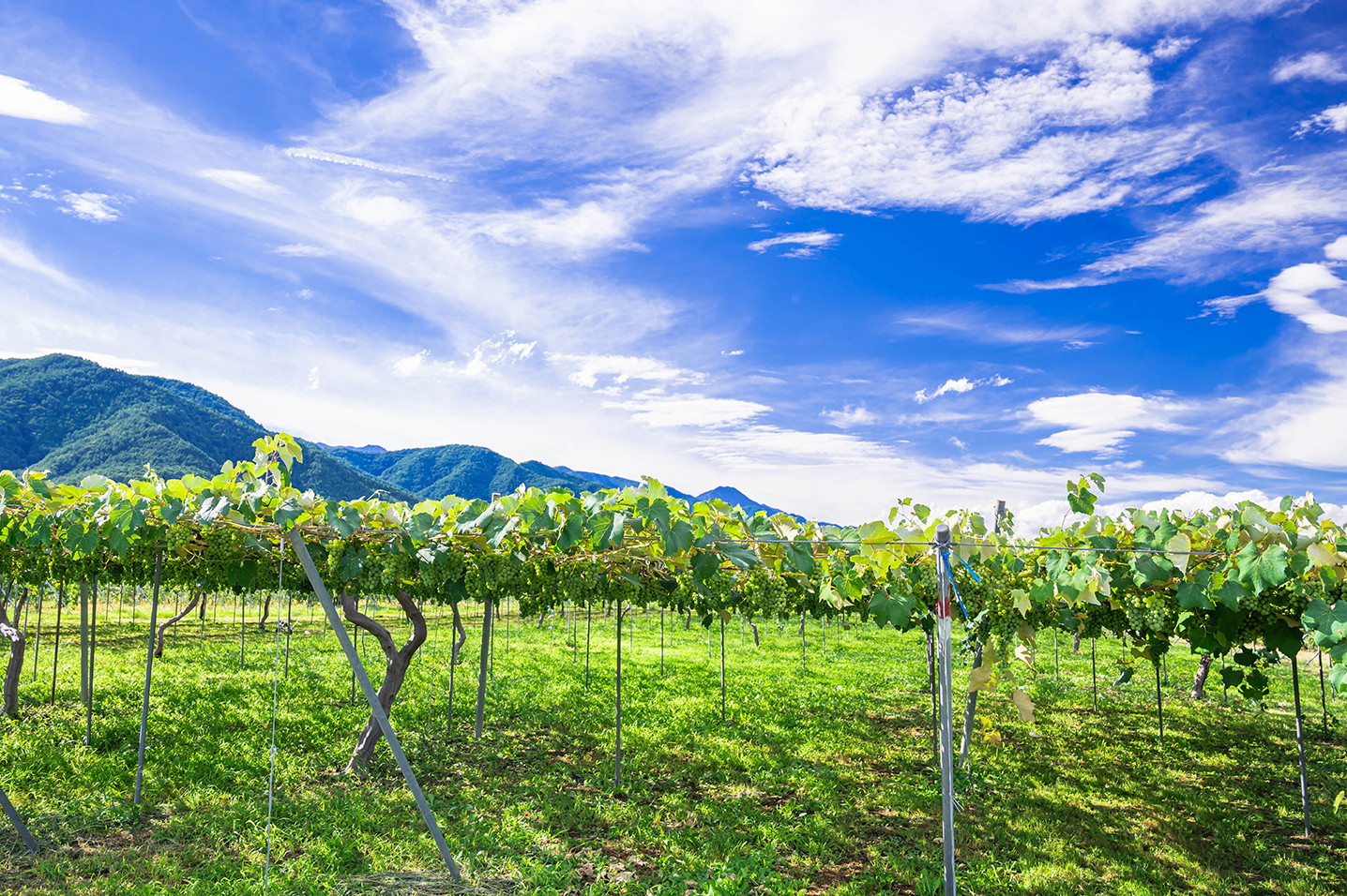 Meta-image-VIT JAPON.jpg